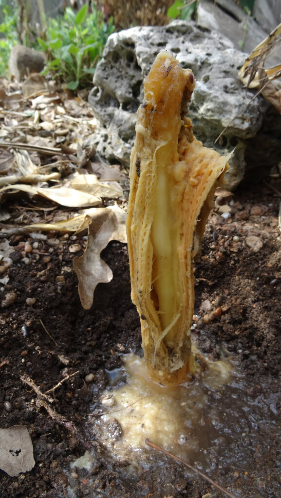 barrel cactus core