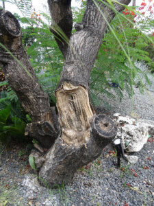 frost damage on cactus tree